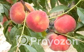 বিদেশি পিচ ফলের কলমি চারা বিক্রি হবে