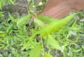 বিদেশি পিচ ফলের কলমি চারা বিক্রি হবে