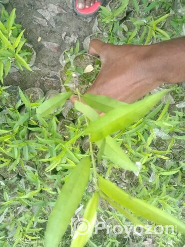 বিদেশি পিচ ফলের কলমি চারা বিক্রি হবে