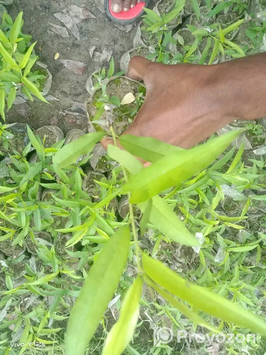 বিদেশি পিচ ফলের কলমি চারা বিক্রি হবে