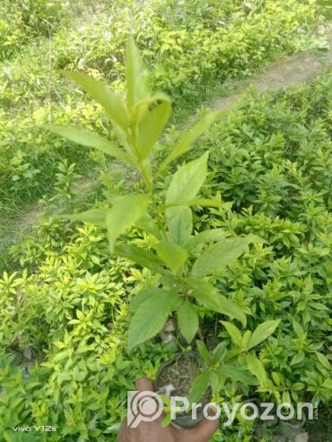 আলু বোখরার কলমী চারা বিক্রি হবে
