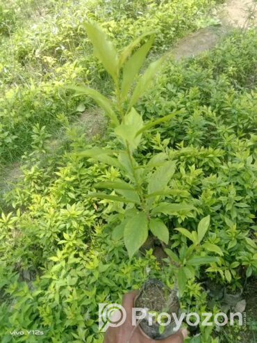 আলু বোখরার কলমী চারা বিক্রি হবে