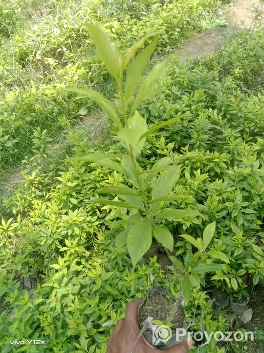 আলু বোখরার কলমী চারা বিক্রি হবে