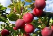 আলু বোখরার কলমী চারা বিক্রি হবে