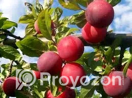 আলু বোখরার কলমী চারা বিক্রি হবে
