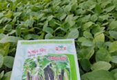 বেগুনের চারা . বিক্রি করা হবে