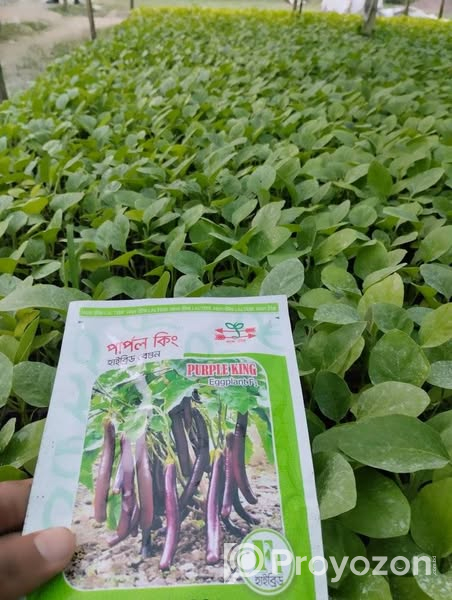 বেগুনের চারা . বিক্রি করা হবে