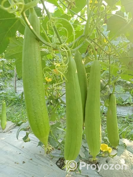 হাইব্রীড ধুন্দল . বিক্রি করা হবে