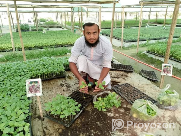 বেগুনের চারা . বিক্রি করা হবে