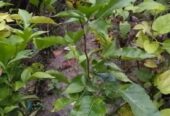 থাই সিবেল আঠাবেল এর কলমের চারা . বিক্রি করা হবে