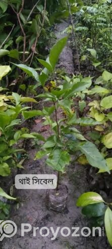 থাই সিবেল আঠাবেল এর কলমের চারা . বিক্রি করা হবে