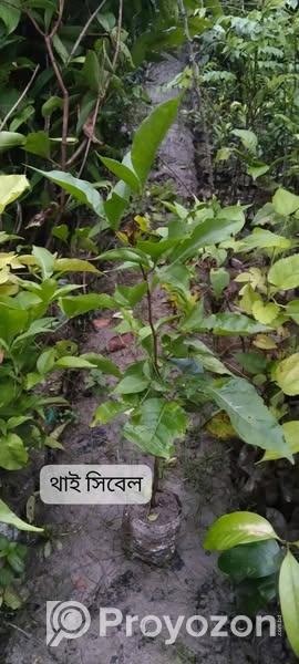 থাই সিবেল আঠাবেল এর কলমের চারা . বিক্রি করা হবে