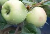 হরিমন ৯৯ আপেলের চারা . বিক্রি করা হবে