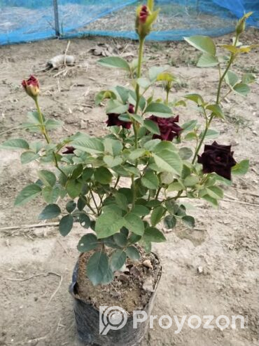আকর্ষণীয় কালো গোলাপ. বিক্রি করা হবে