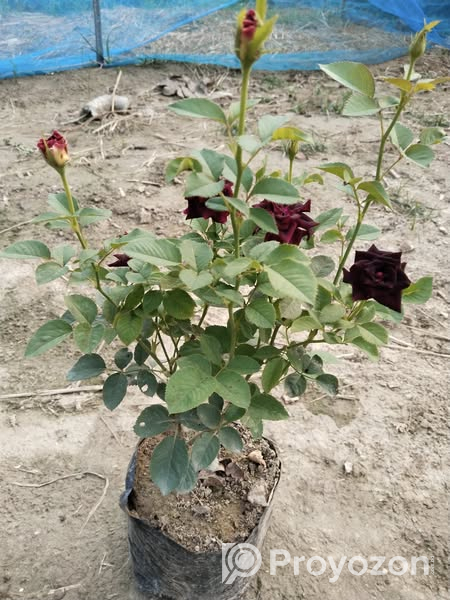 আকর্ষণীয় কালো গোলাপ. বিক্রি করা হবে