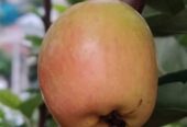 হরিমন ৯৯ আপেলের চারা . বিক্রি করা হবে