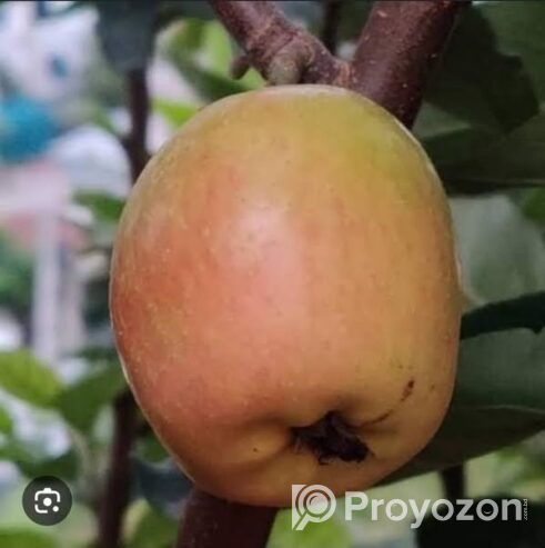 হরিমন ৯৯ আপেলের চারা . বিক্রি করা হবে