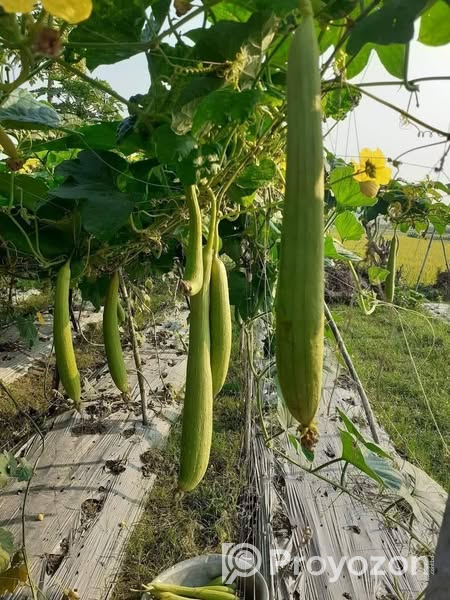 হাইব্রীড ধুন্দল . বিক্রি করা হবে