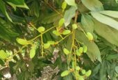 দিনাজপুরের বিখ্যাত লিচু চারা বিক্রি করা হবে