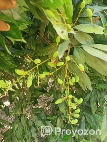 দিনাজপুরের বিখ্যাত লিচু চারা বিক্রি করা হবে