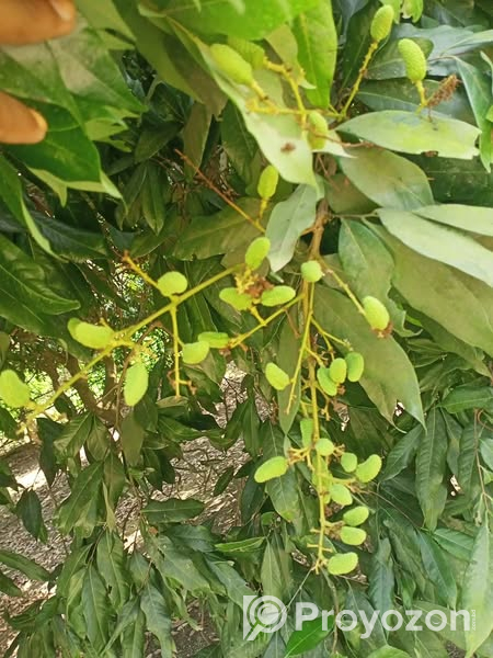 দিনাজপুরের বিখ্যাত লিচু চারা বিক্রি করা হবে