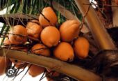 ইন্ডিয়ান খাটো কেরালা নারিকেল গাছের চারা