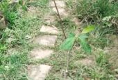 হরিমন ৯৯ আপেলের চারা . বিক্রি করা হবে