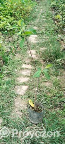 হরিমন ৯৯ আপেলের চারা . বিক্রি করা হবে