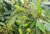 দিনাজপুরের বিখ্যাত লিচু চারা বিক্রি করা হবে