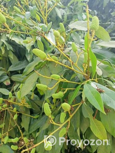 দিনাজপুরের বিখ্যাত লিচু চারা বিক্রি করা হবে
