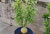 থাই সিবেল আঠাবেল এর কলমের চারা . বিক্রি করা হবে