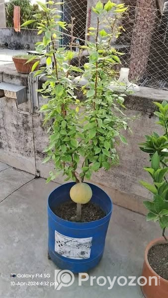 থাই সিবেল আঠাবেল এর কলমের চারা . বিক্রি করা হবে