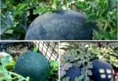 তরমুজের বীজ . বিক্রি করা হবে