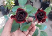 আকর্ষণীয় কালো গোলাপ. বিক্রি করা হবে