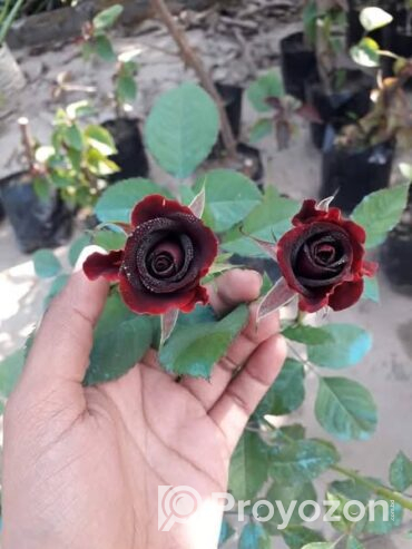 আকর্ষণীয় কালো গোলাপ. বিক্রি করা হবে