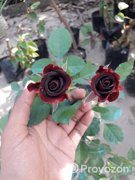 আকর্ষণীয় কালো গোলাপ. বিক্রি করা হবে