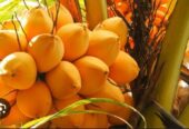 ইন্ডিয়ান খাটো কেরালা নারিকেল গাছের চারা