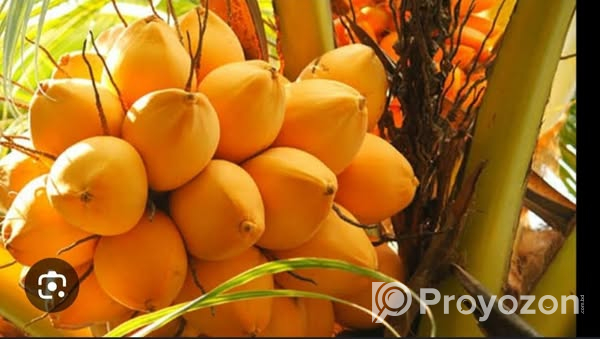 ইন্ডিয়ান খাটো কেরালা নারিকেল গাছের চারা