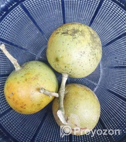 থাই সিবেল আঠাবেল এর কলমের চারা . বিক্রি করা হবে