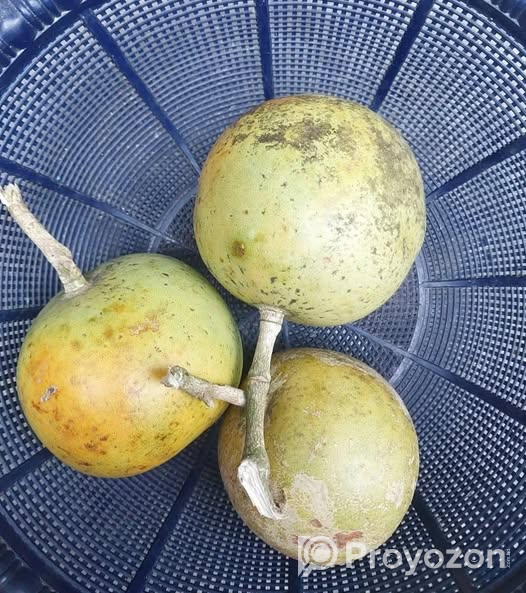 থাই সিবেল আঠাবেল এর কলমের চারা . বিক্রি করা হবে
