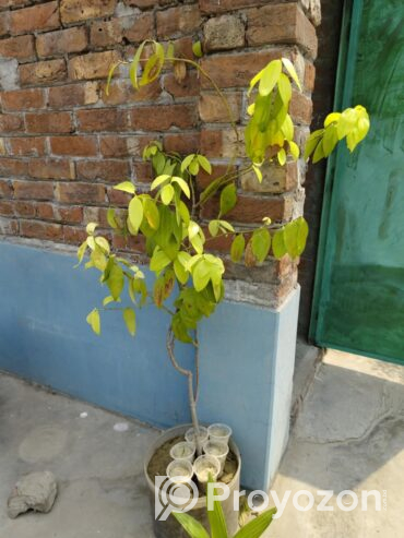 ৫ ধরনের গাছ বিক্রয় করা হবে