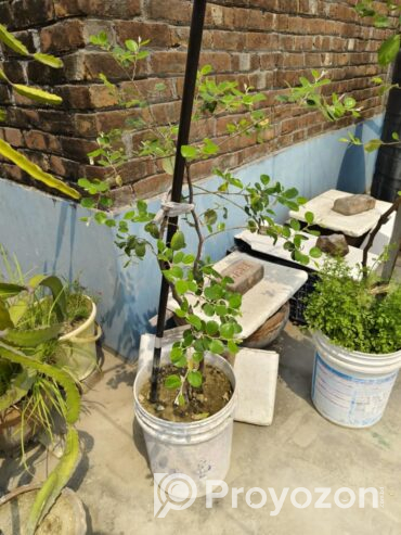 ৫ ধরনের গাছ বিক্রয় করা হবে