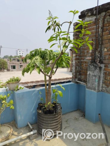 ৫ ধরনের গাছ বিক্রয় করা হবে
