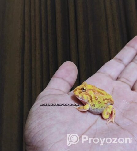 Baby Pacman Frogs Available! For sell