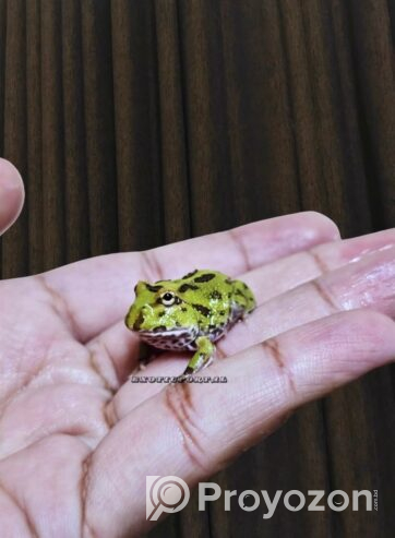 Baby Pacman Frogs Available! For sell