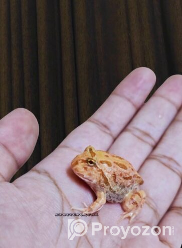 Baby Pacman Frogs Available! For sell