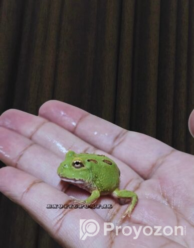 Baby Pacman Frogs Available! For sell