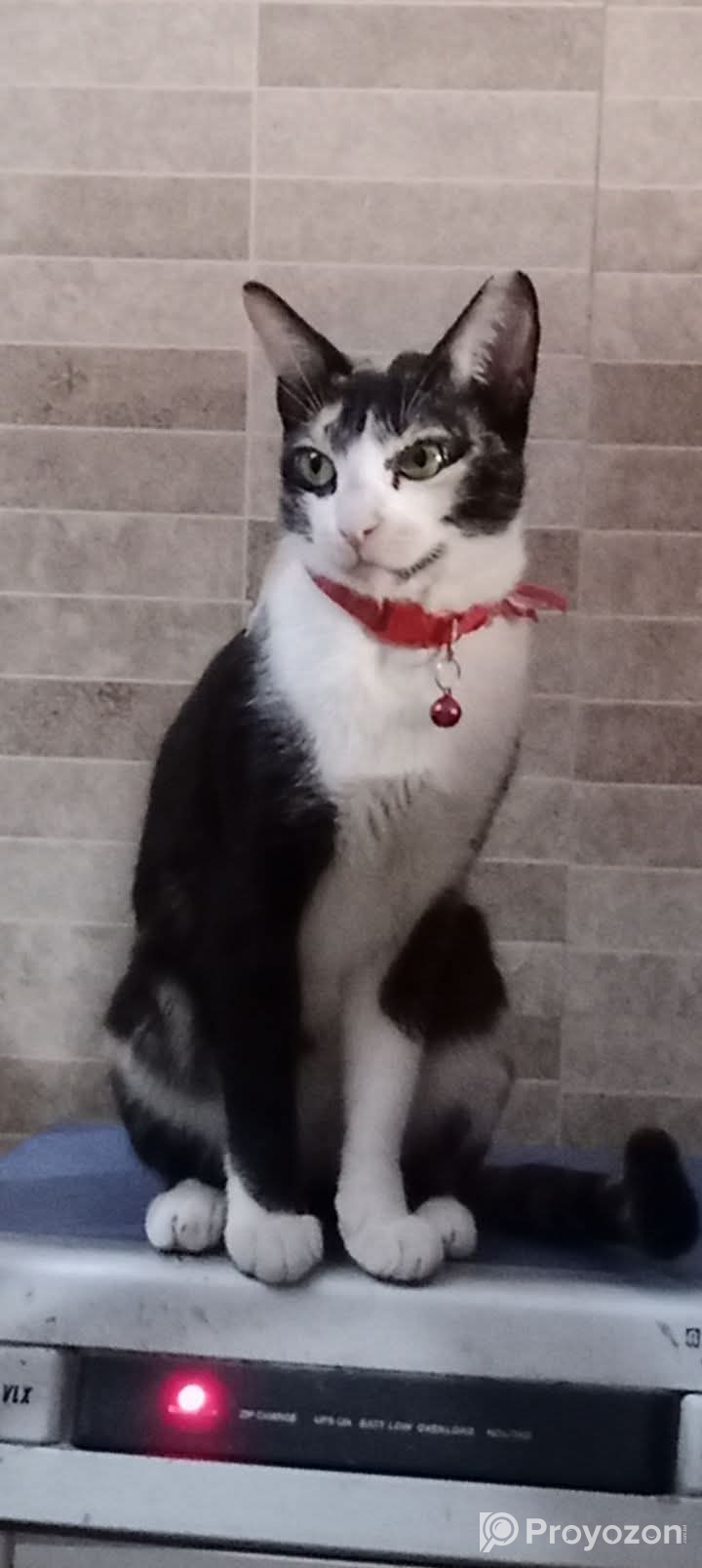 ছোট্টো বিড়াল ছানাটি বিক্রি করা হবে।