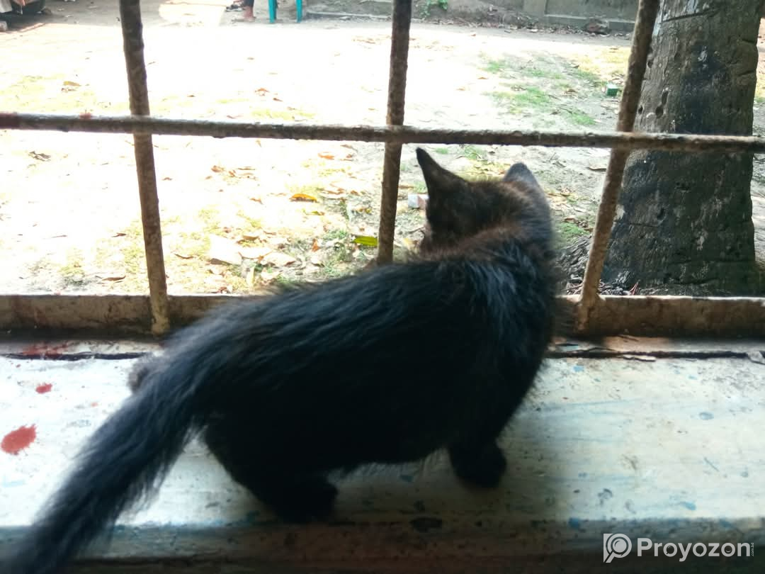 ছোট্টো বিড়াল ছানাটি বিক্রি করা হবে।