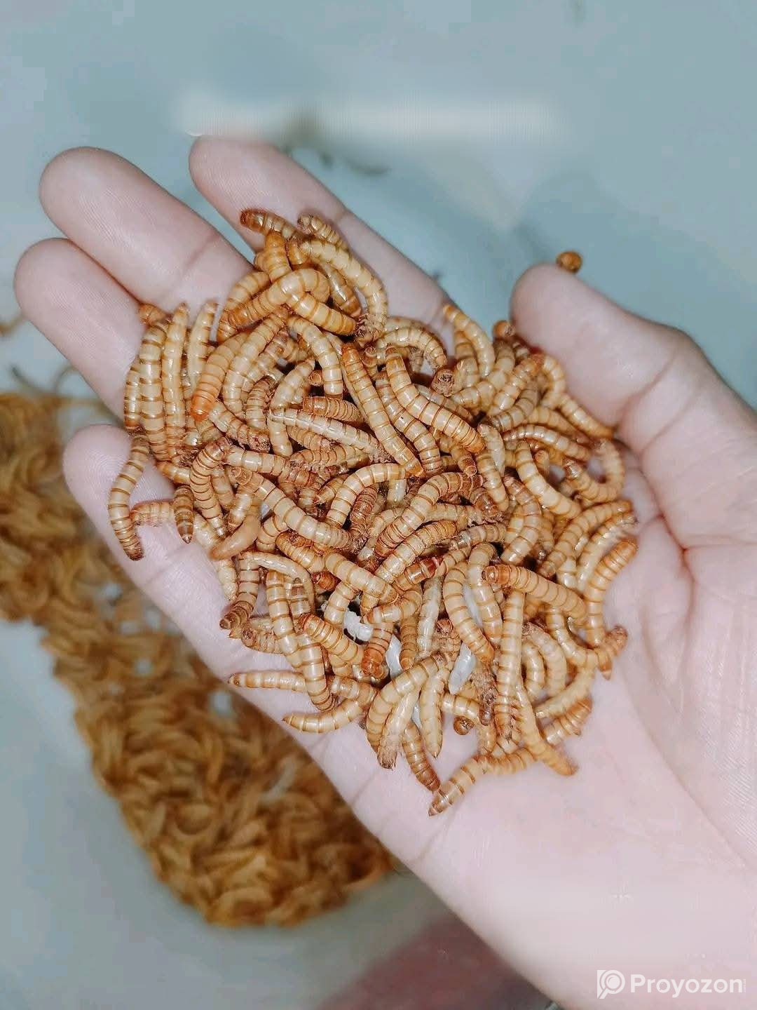 হাঁস, মুরগী, সৌখিন পাখি ও একুরিয়াম ফিশ এর আদর্শ খাবার